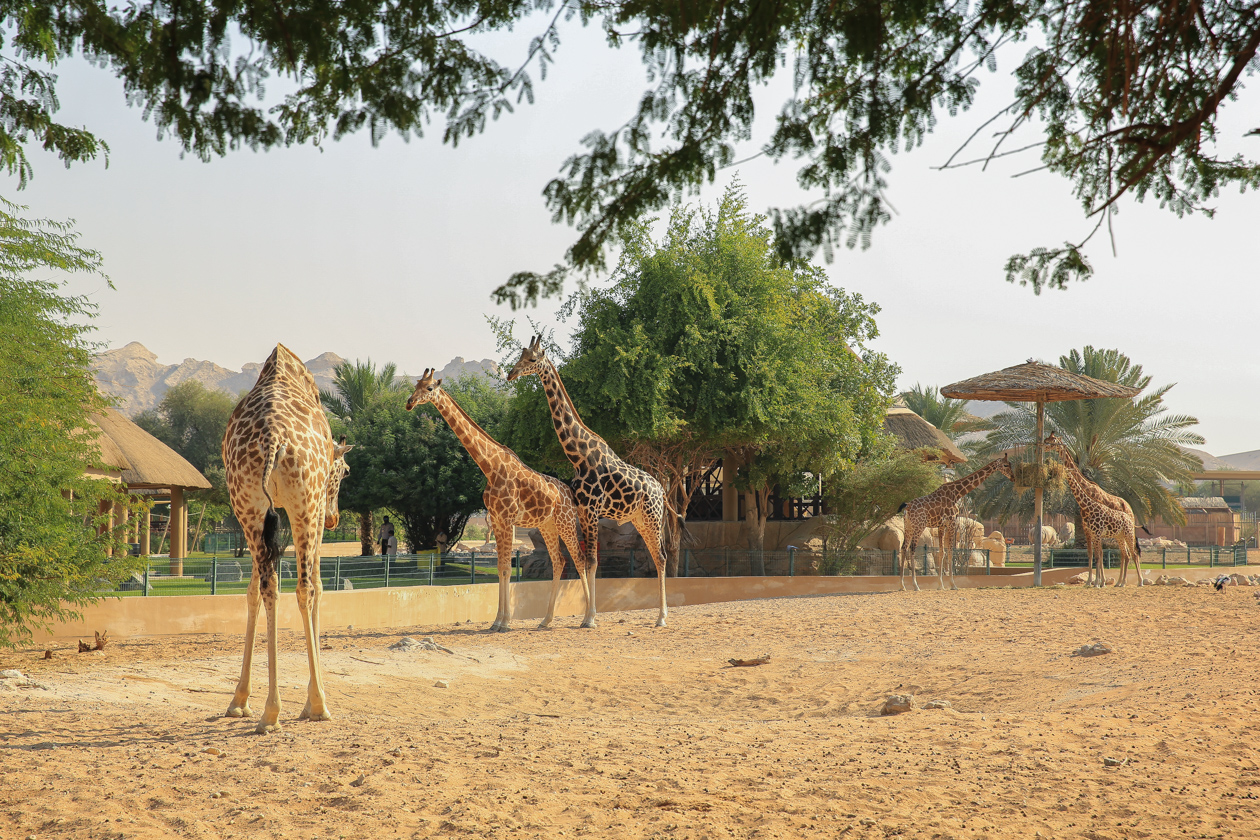 al-ain-dierentuin