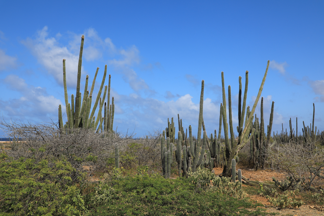 bonaire-cactussen