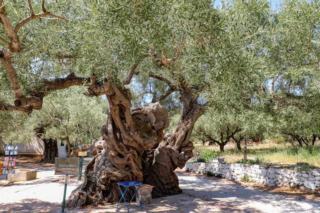 oude olijfboom