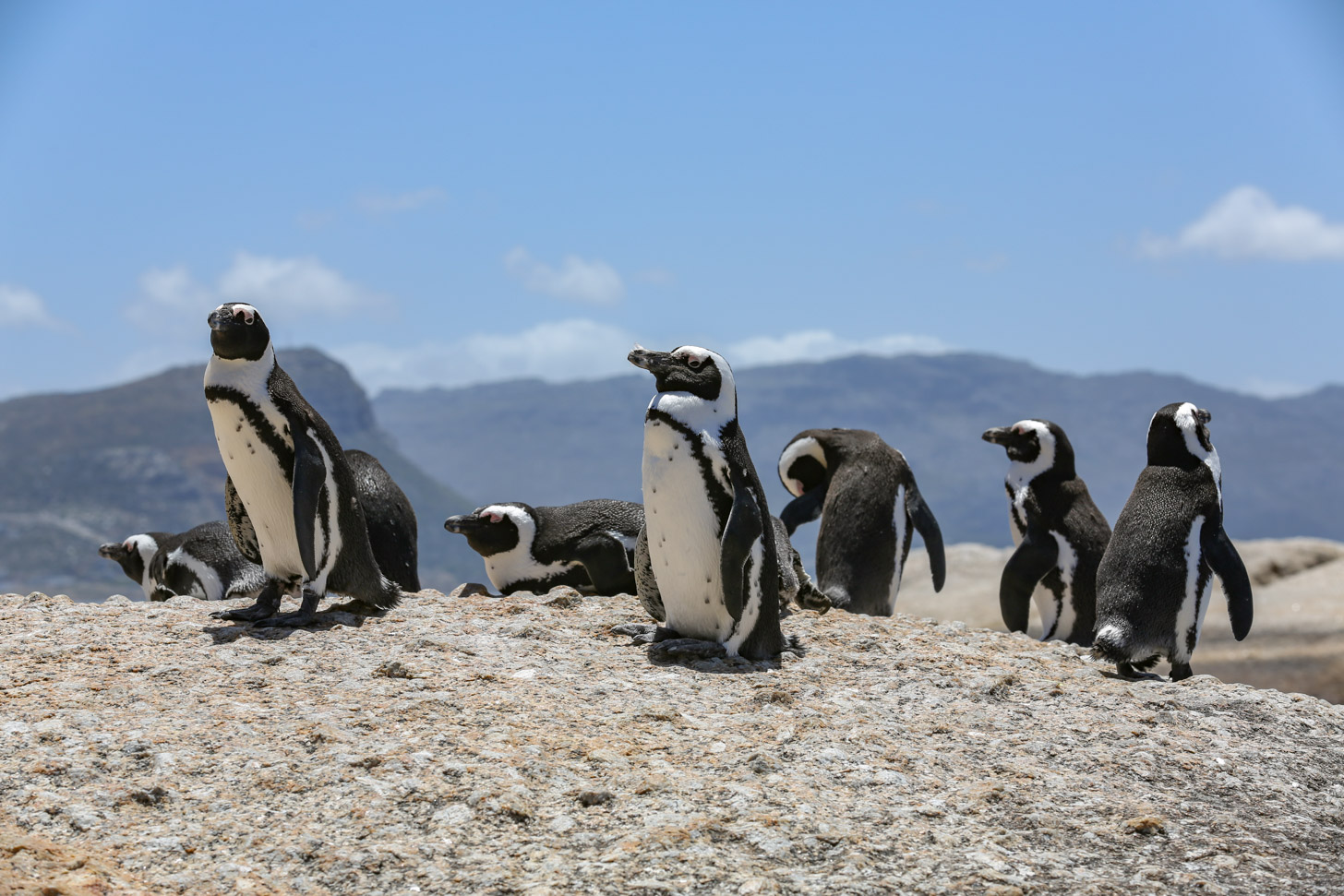 Boulders Beach